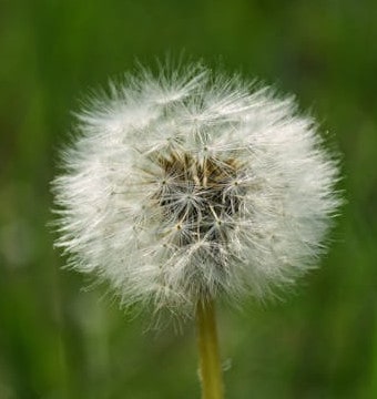 White Dandelion