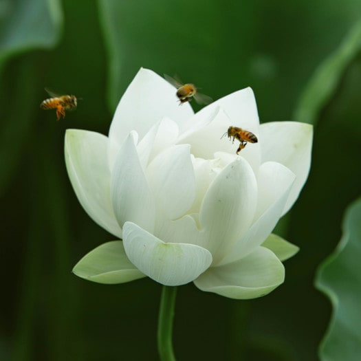 Bees flying around a white lotus flower in a garden