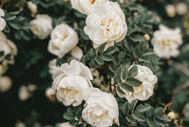 White rose bush