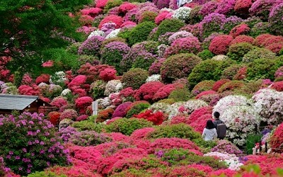 Azalea Festival