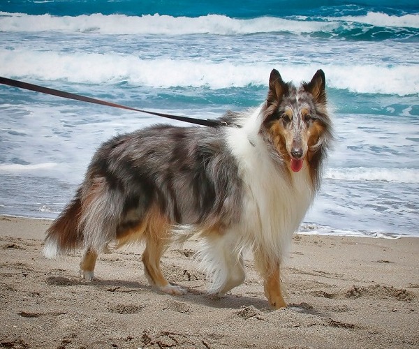 Dog on Beach
