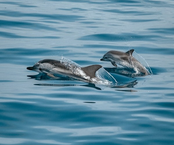 Dolphins