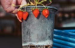 Edible Plants