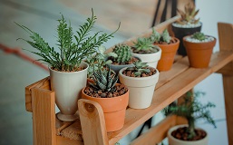 House Plants
