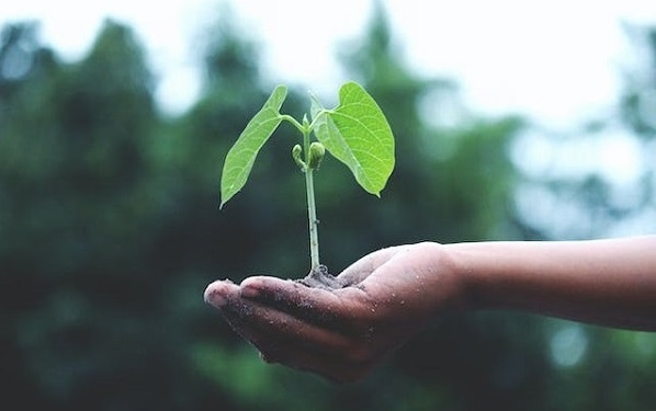 Sprout & Grow Organic Plants