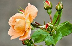 Perennial Plants