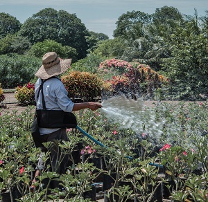 Employee Watering Field of Plants