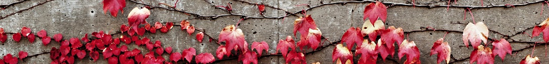 Red Vines