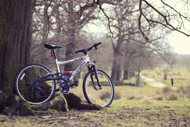 a bike against a tree