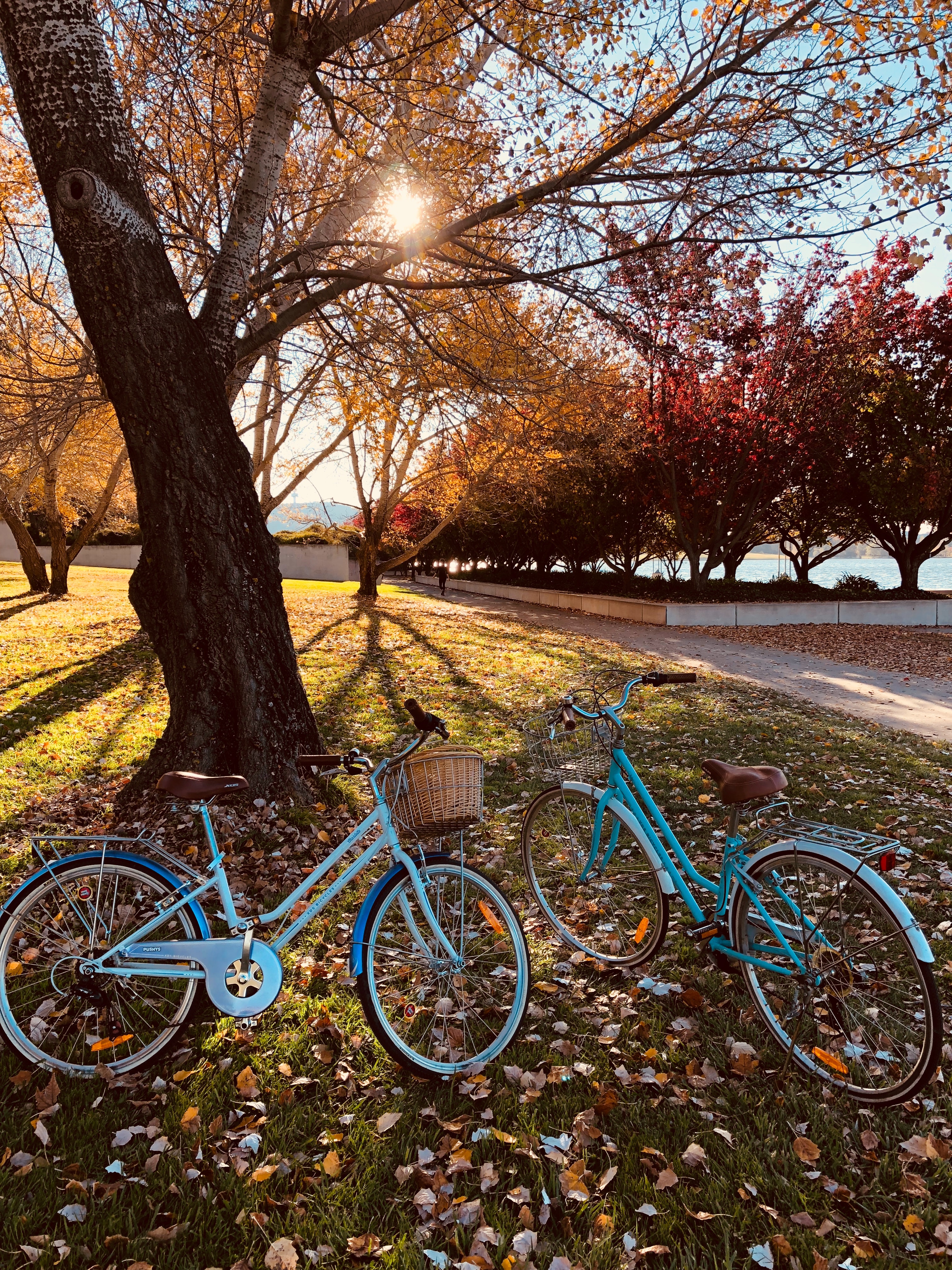 Two unmanned bycycles in a park