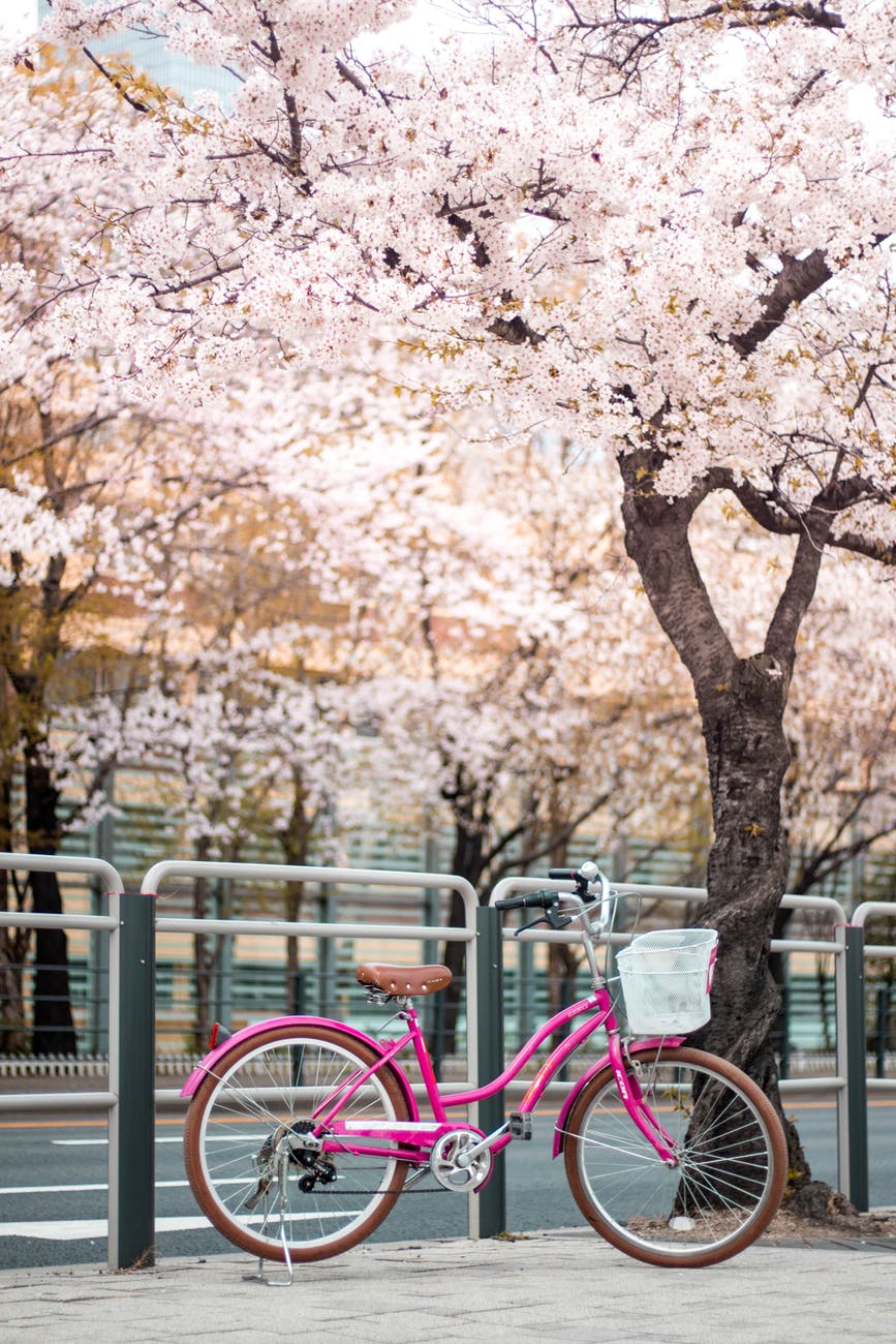 Pink Bike in front of Sakura Tree