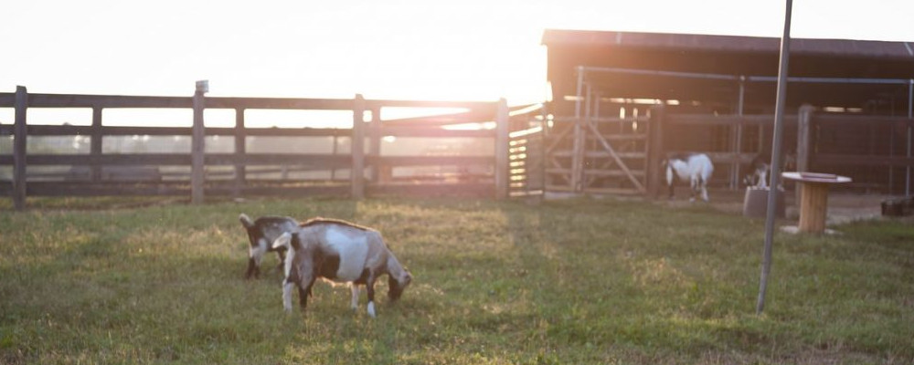 two goats inside a fence eating grass