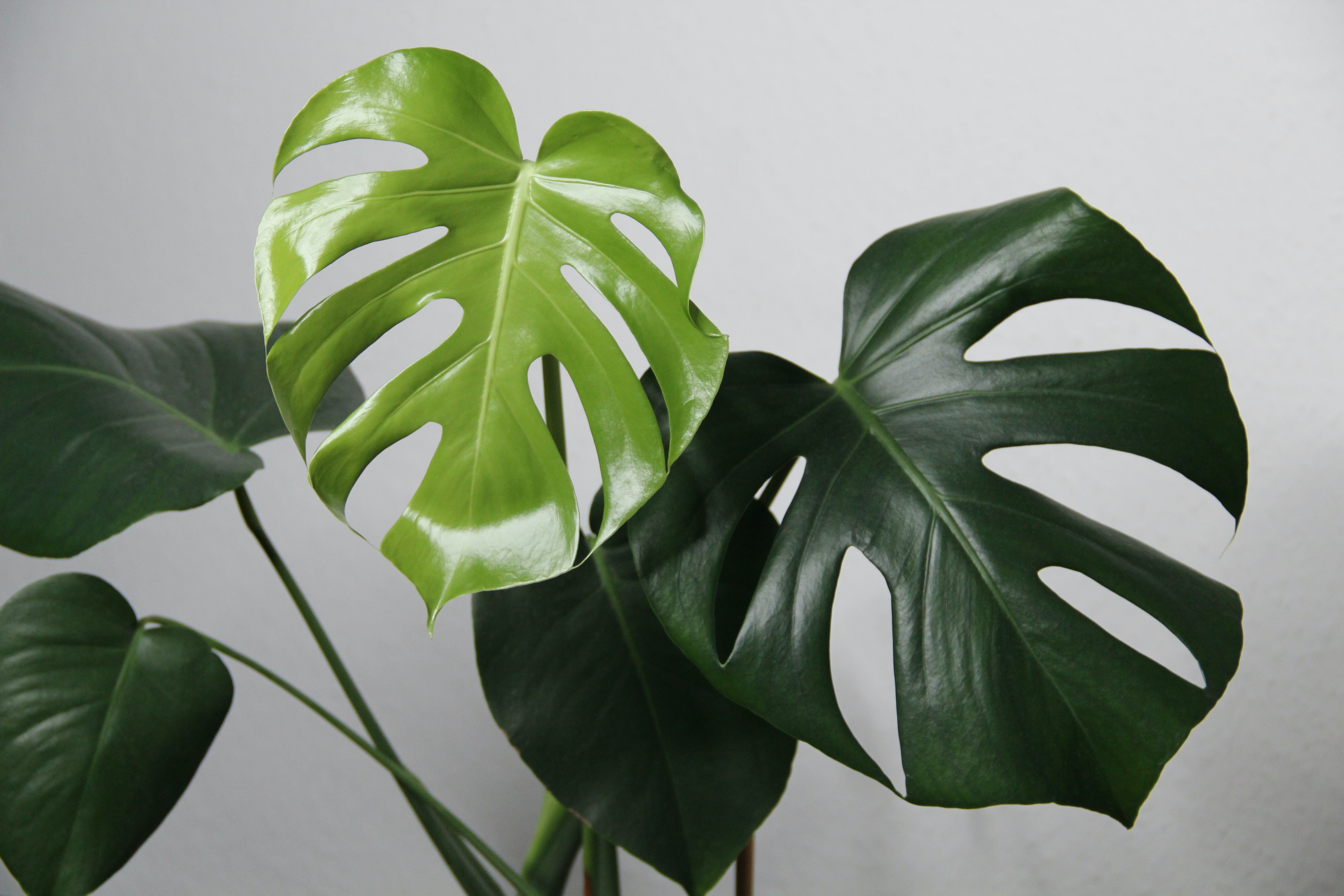 Monstera Image