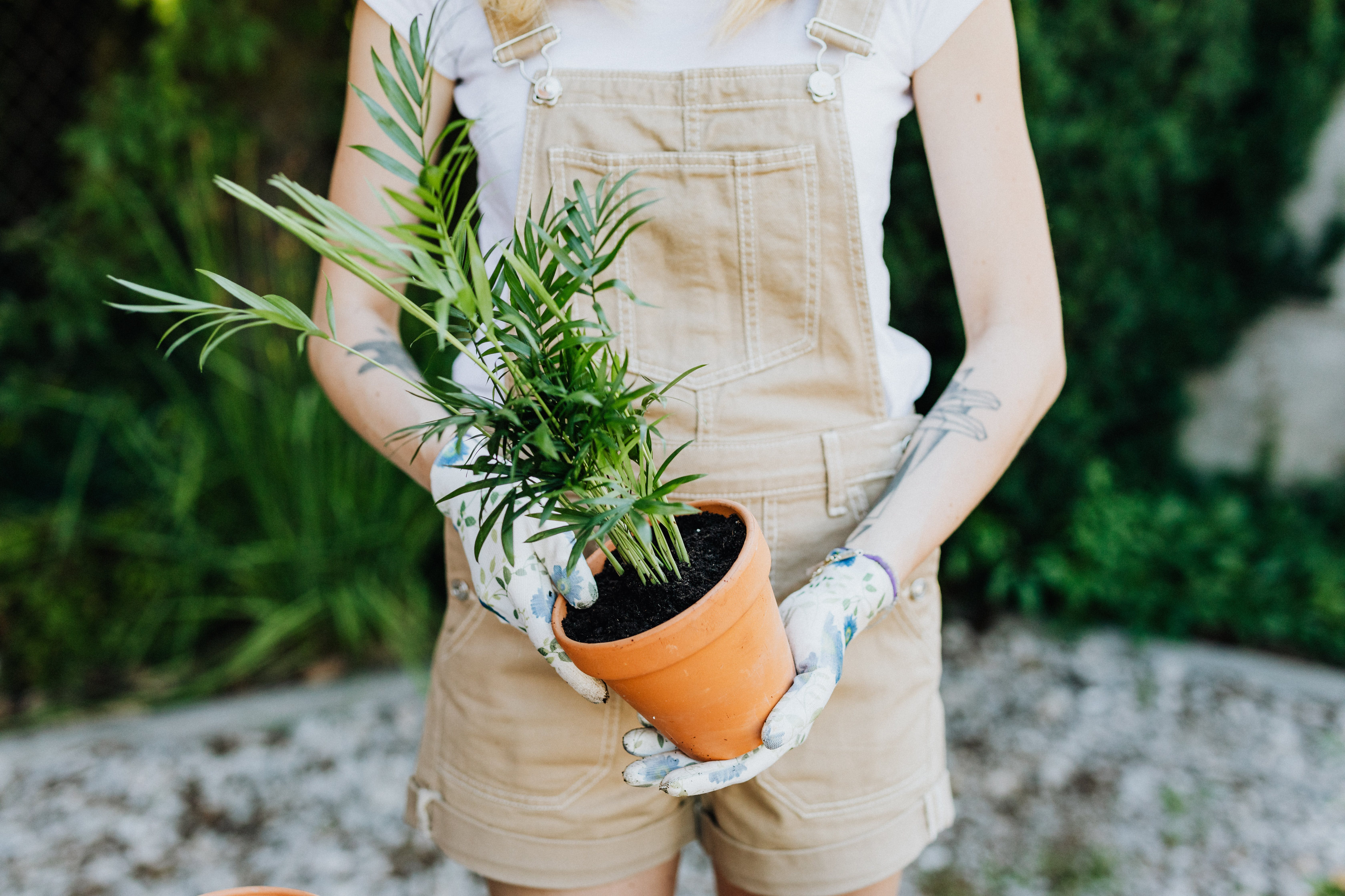 Best Plants for Beginners