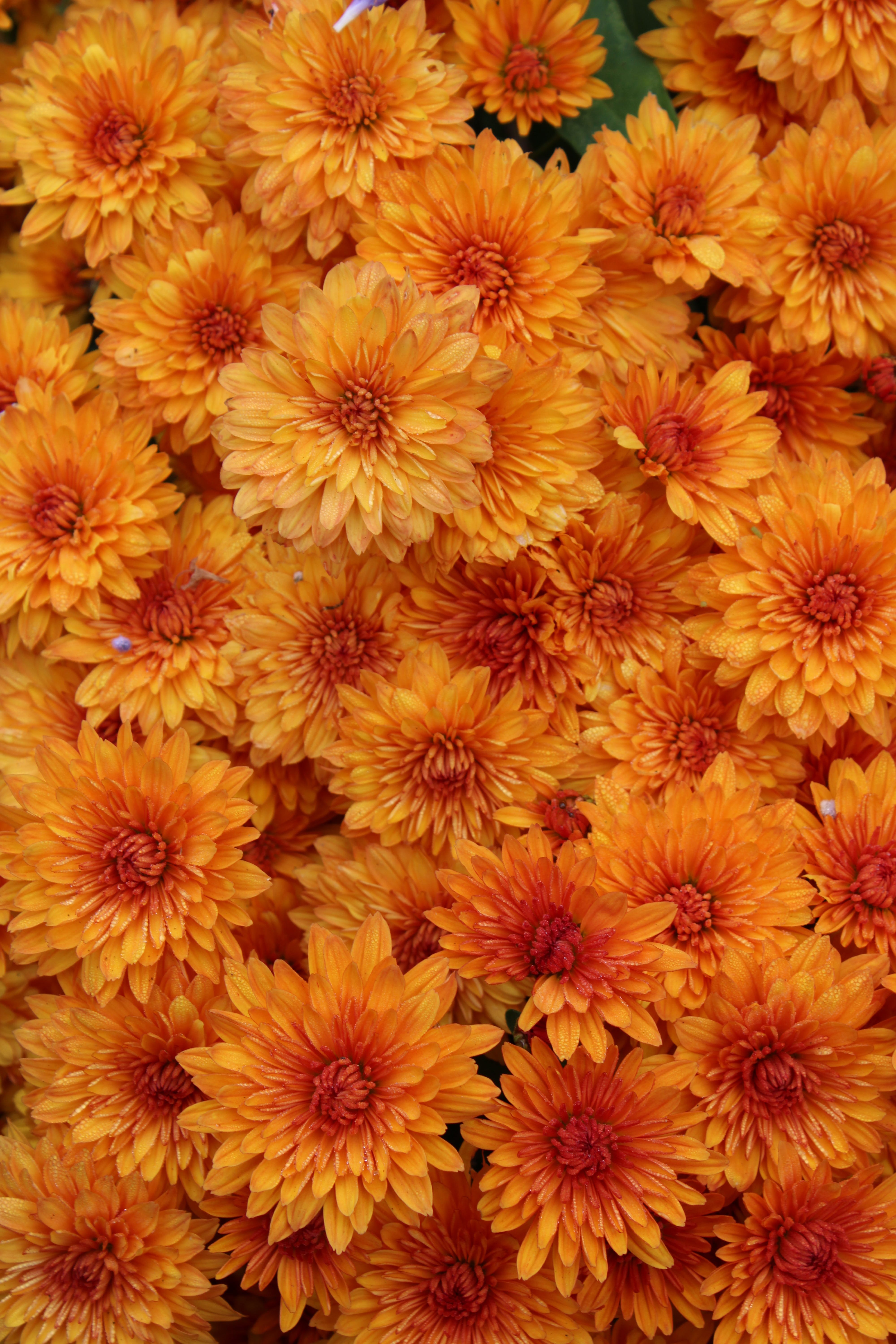 Golden Autumn Chrysanthemums