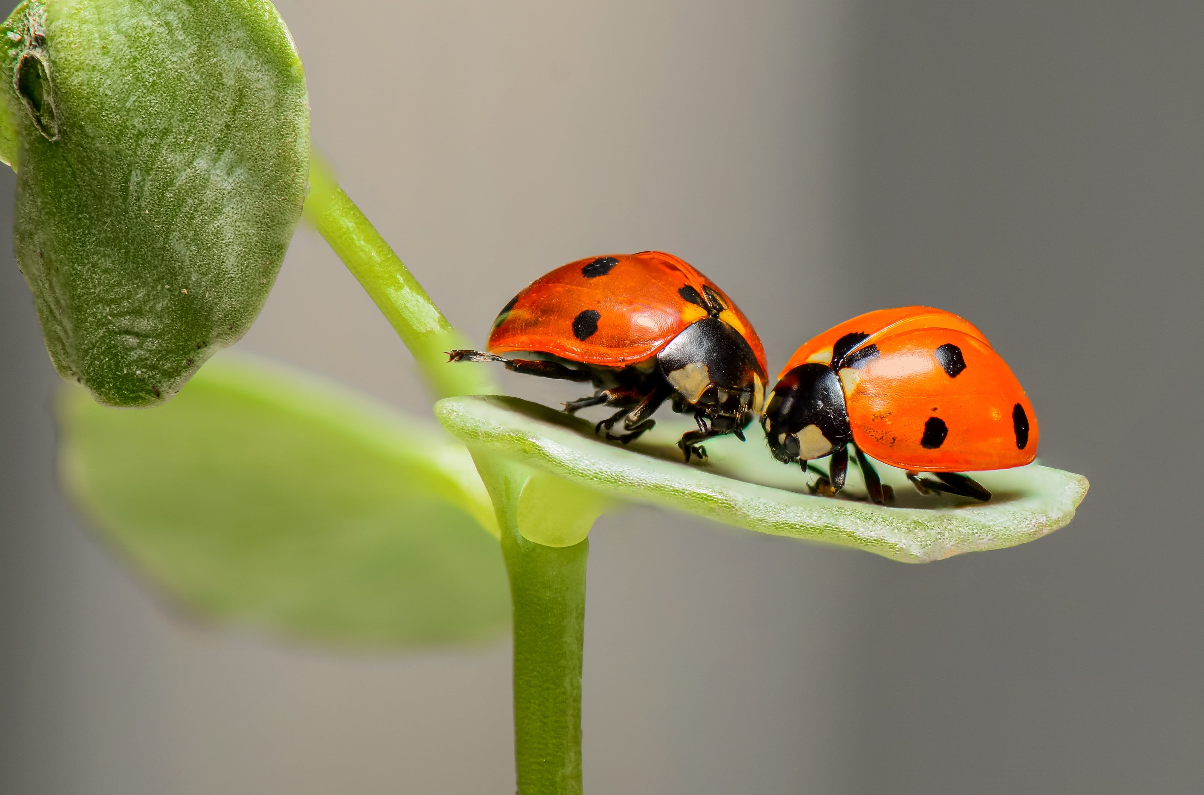 Eco-Friendly Pest Control