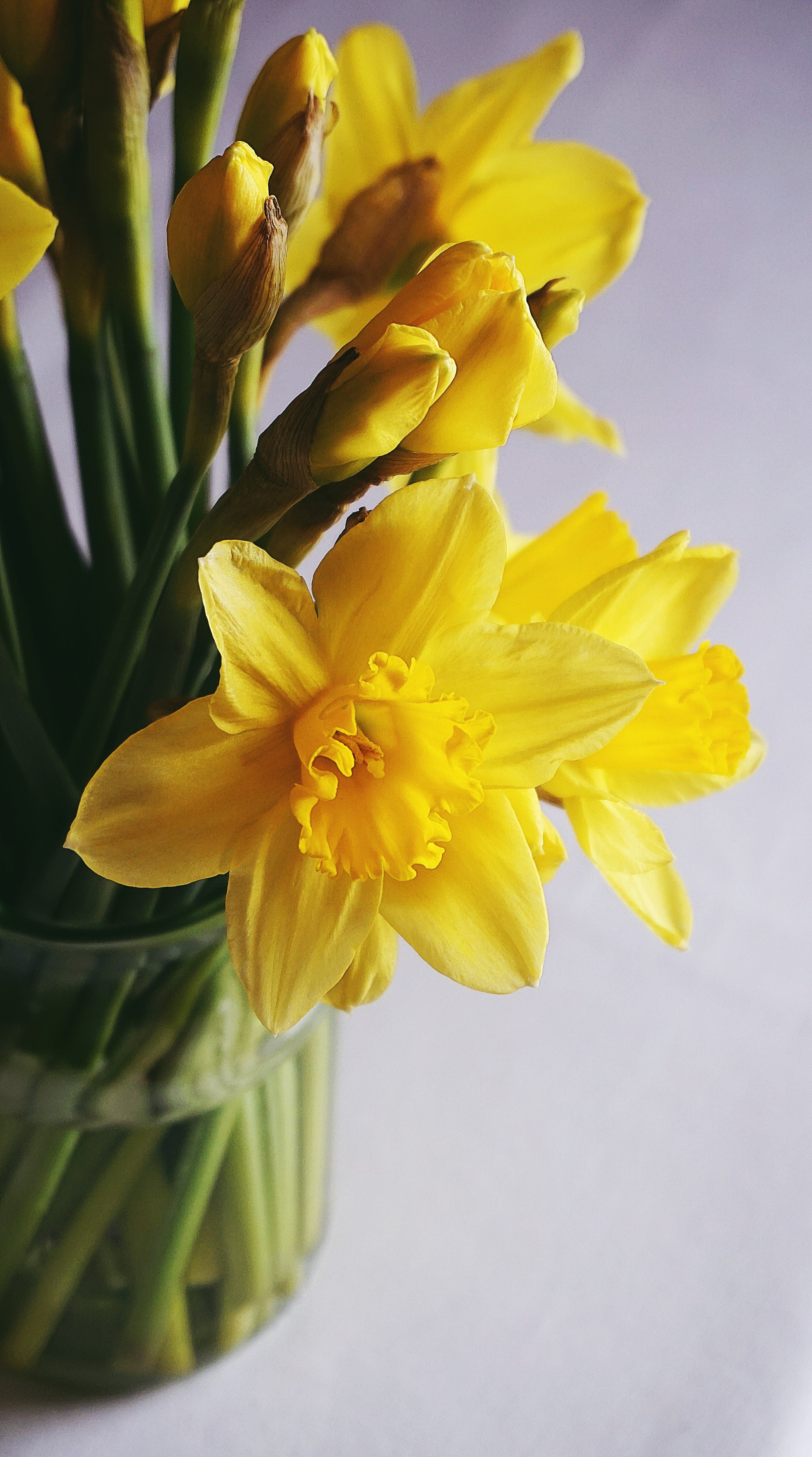 Daffodil Bulb Set