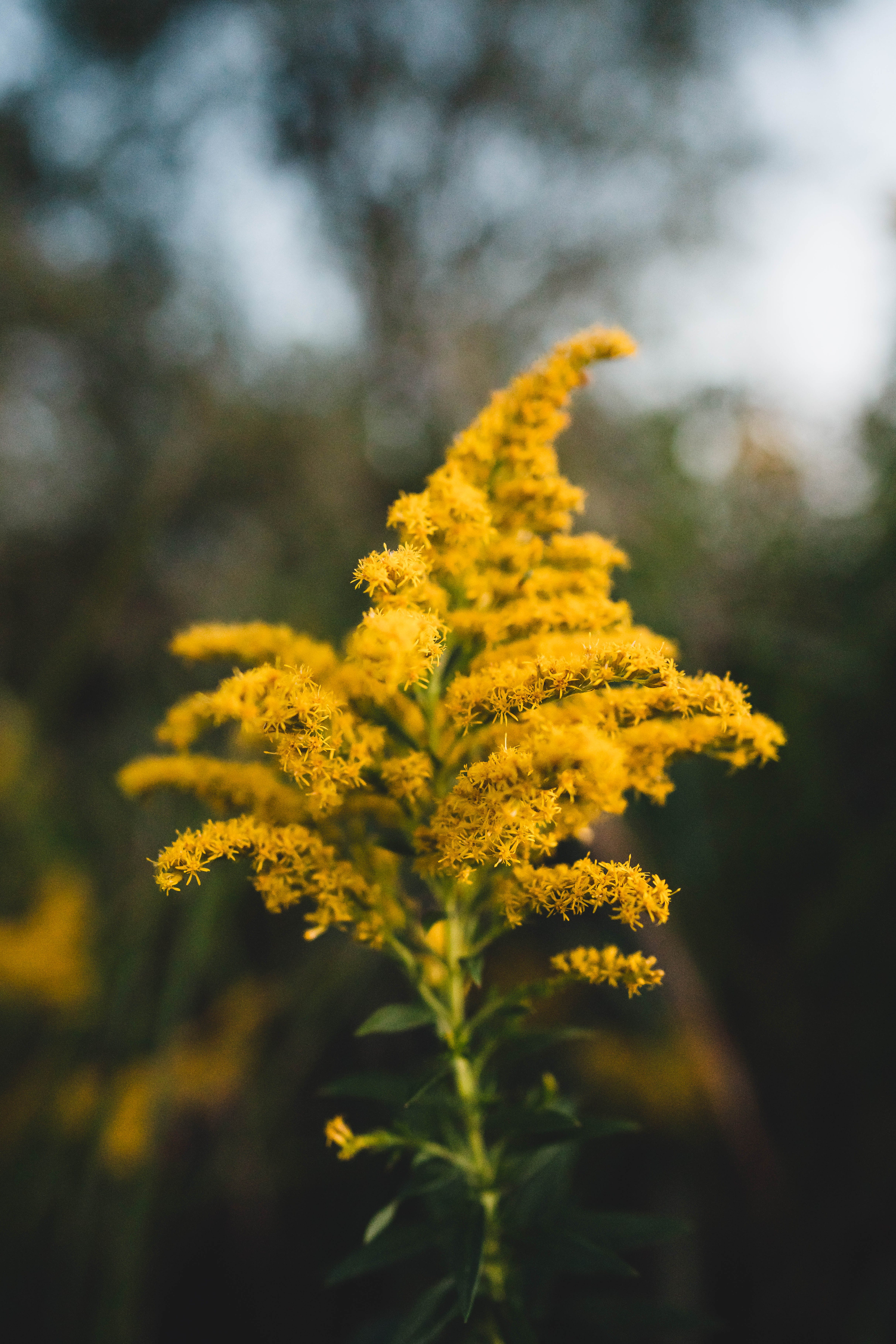 Goldenrod Plant