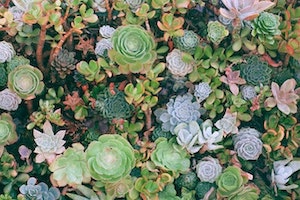succulent plant varieties