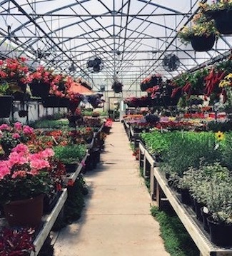 greenhouse with assortment of plants and flowers