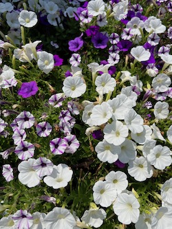 White and purple annuals