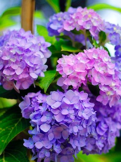 Purple hydrangeas