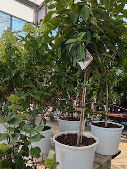 Trees in container at nursery