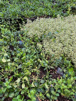 Groundcover greenery