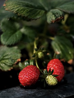 Strawberry Plant