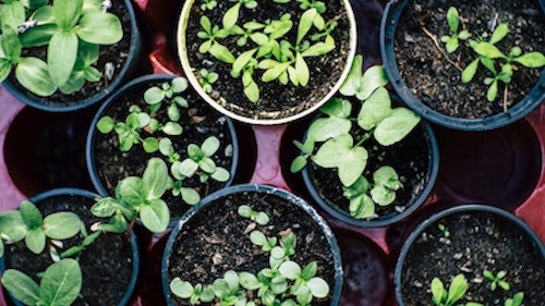 Assortment of sprouts in pots