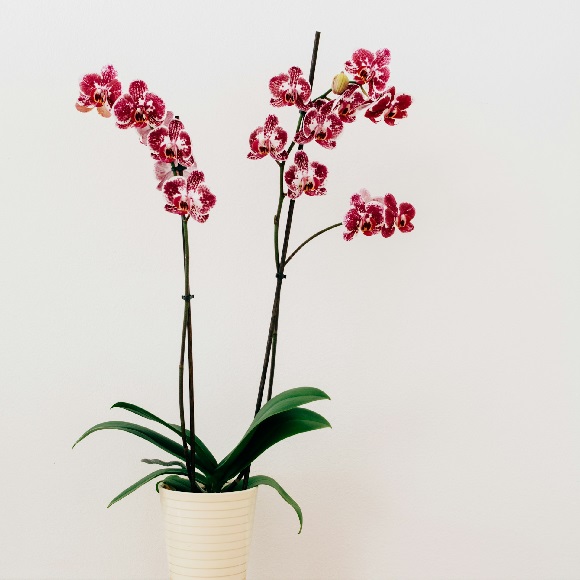 Rodney's orchid plants