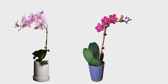 plant accessories