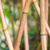 bamboo stick