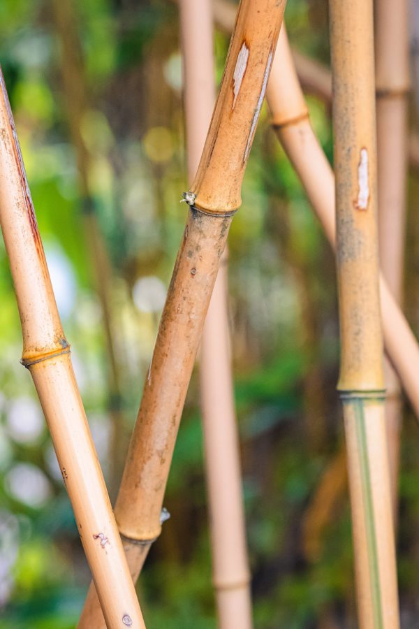 bamboo stick