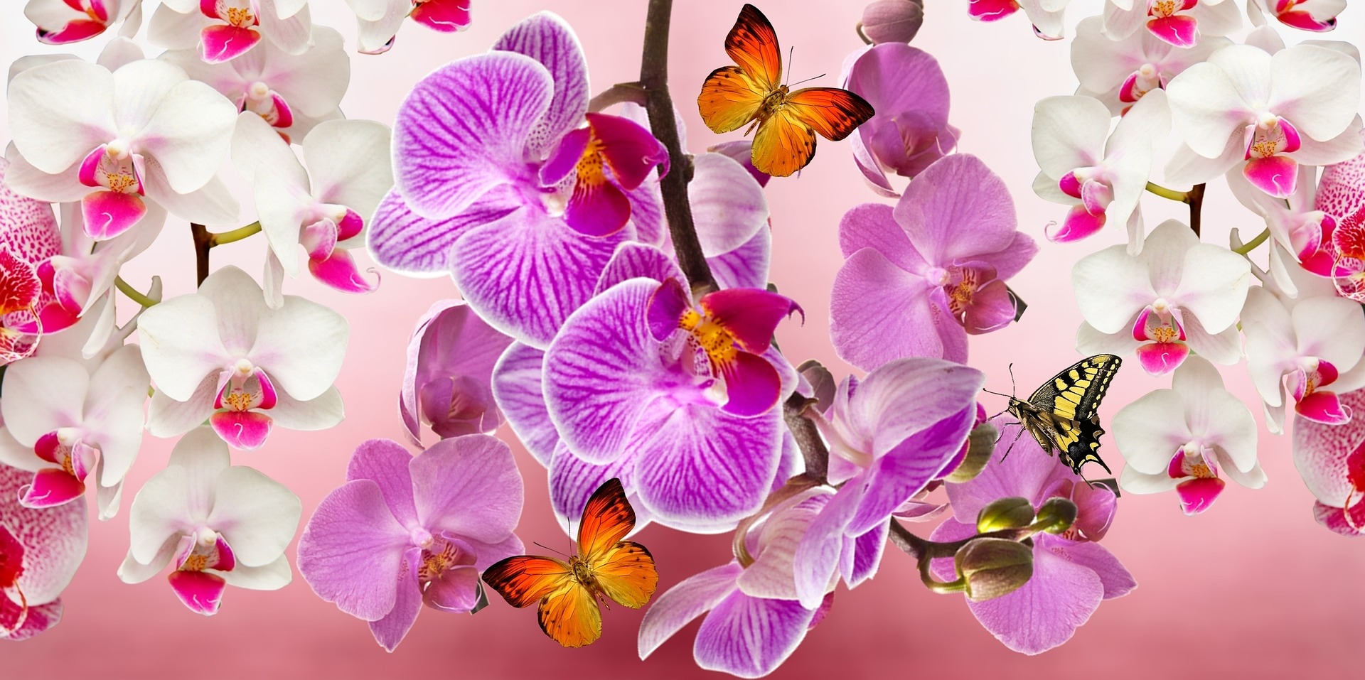 orchid competition