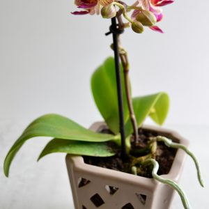 Phalaenopsis Orchid ‘Midsummer Night’