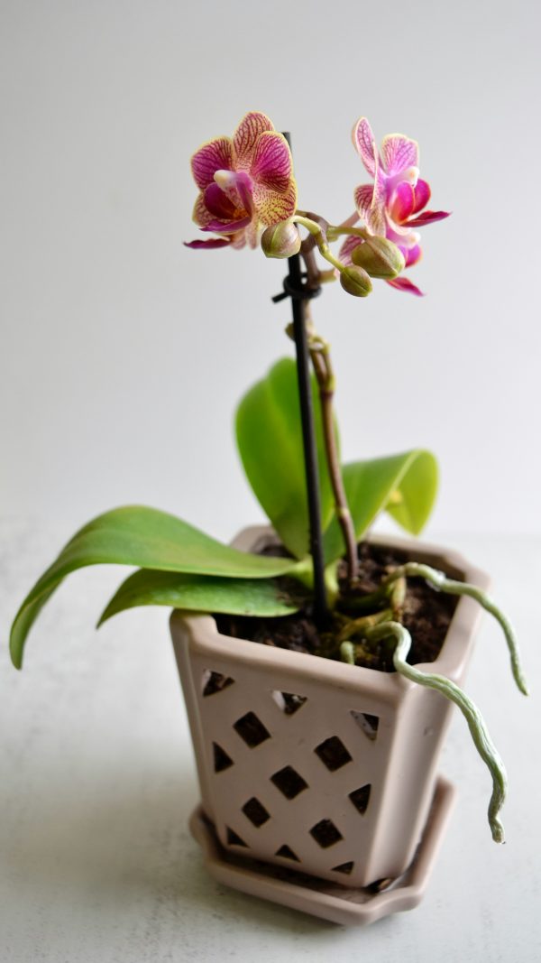 Phalaenopsis Orchid ‘Midsummer Night’
