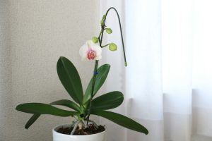 stem rot