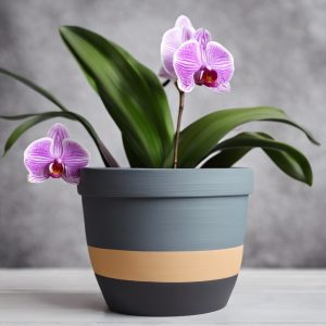 painted-clay-plant-pot