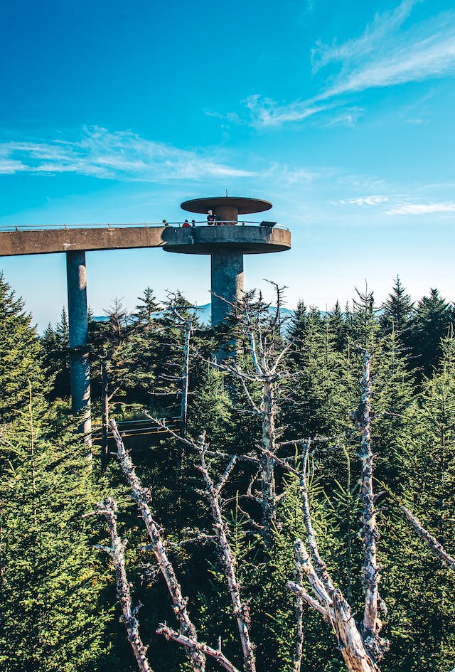 A nice shot taken of a forest from up high.