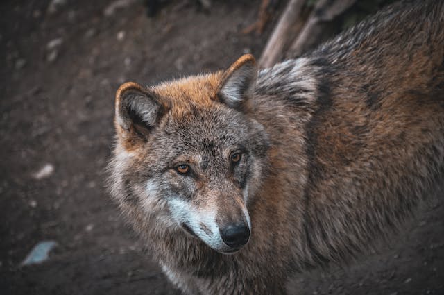 An image of a red wolf, native to Tyrrell County.