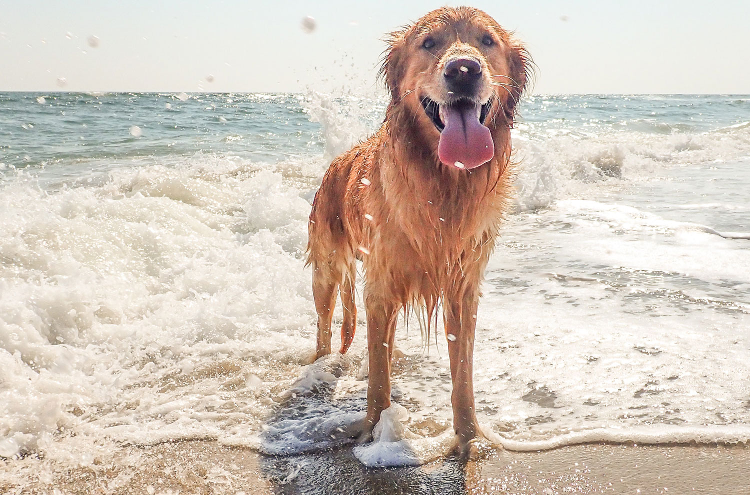 a golden retriever on the beach