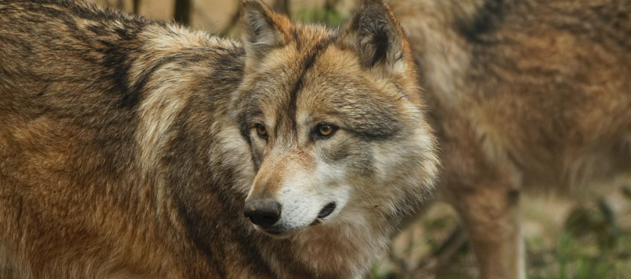 A pair of red wolves in the wild