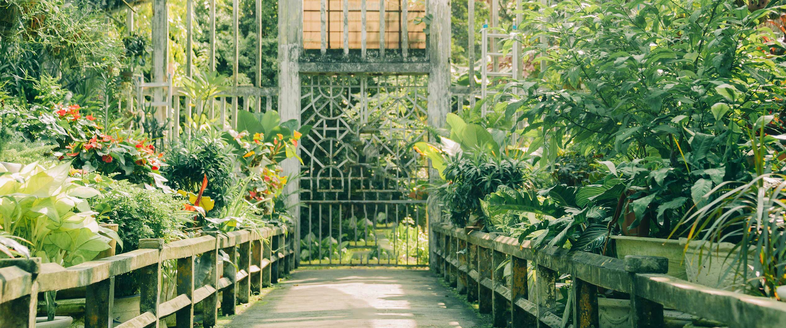 Inside view of the greenhouse