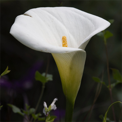 White cala lily plant image