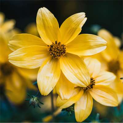 Yellow coreopsis flower image