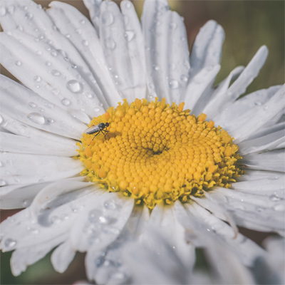 White daisy flower image