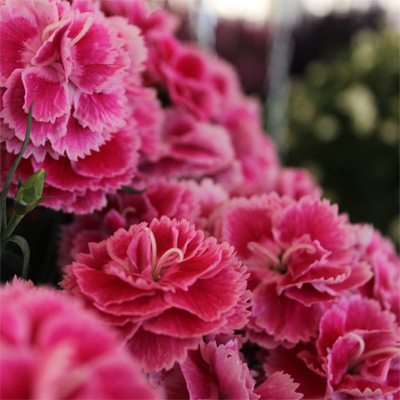 Pink dianthus flower image