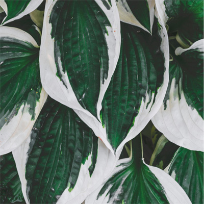 Hosta plant with green and white leaves