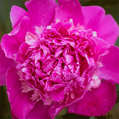 Pink paeonia flower image